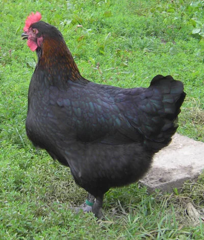 œufs à couver de Marans Noir cuivré, élevage Coconuts